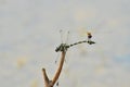 Little one on the tail of big dragonfly