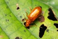 Little Orange Beetle Royalty Free Stock Photo