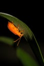 Little orange bug with antennas on green leaf Royalty Free Stock Photo