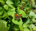 Little orange butterfly close up on green leaves Royalty Free Stock Photo