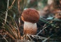 Little orange-cap boletus, aspen mushroom in the grass in the forest close up. Mushroom with orange brown suede hat on Royalty Free Stock Photo