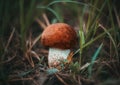Little orange-cap boletus, aspen mushroom in the grass in the forest close-up. Mushroom with orange brown suede hat on Royalty Free Stock Photo