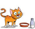 Little orange cat eating milk