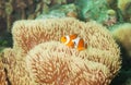 Little orange clownfish in anemones Royalty Free Stock Photo