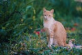 Little orange cute cat in backyard garden