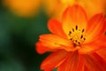 Little orange flower