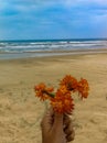 The little orange flower on the edge of the immense sea Royalty Free Stock Photo