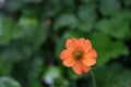 Little Orange Flower Royalty Free Stock Photo