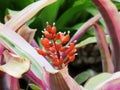 Little orange flower made like grapes Royalty Free Stock Photo