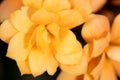 Little orange flower on the nature Royalty Free Stock Photo