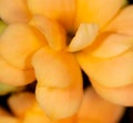 Little orange flower on the nature. Royalty Free Stock Photo