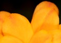 Little orange flower on the nature Royalty Free Stock Photo