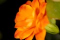 Little orange flower on the nature Royalty Free Stock Photo