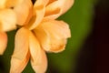 Little orange flower on the nature Royalty Free Stock Photo