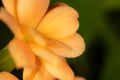 Little orange flower on the nature Royalty Free Stock Photo