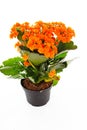 Little orange flowers of rubiaceae tree. Orange flower plant. Cluster flowers ixora.