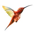 Little orange humming bird in flight Royalty Free Stock Photo