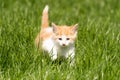 Little orange kitten on the grass Royalty Free Stock Photo