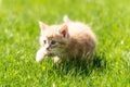 Little orange kitten on the grass Royalty Free Stock Photo