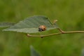 Little orange ladybug with dew drops Royalty Free Stock Photo