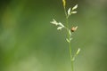 Little orange ladybug on a plant straw