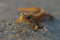 Little orange lizard in Moscow Royalty Free Stock Photo