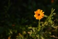 Little orange marigold on garden on sunny day