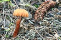 Little orange mushroom Royalty Free Stock Photo