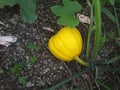 Little orange pumkin in the patch Royalty Free Stock Photo