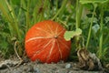 Little Orange pumpking gowing on a pumpking patch in the vegetable garden. Pumpking laying on the ground in garden in front of the