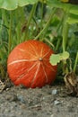 Little Orange pumpking gowing on a pumpking patch in the vegetable garden. Pumpking laying on the ground in garden in front of the