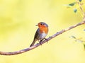 Little orange Robin sitting on a thin branch in the garden on a