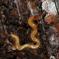 Little orange Soil centipedes from the forest floor Royalty Free Stock Photo