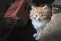 The little orange stray kitten hiding in the rocks from people. Looking at the camera close-up. The horizontal frame.