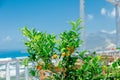Little orange tree with small fruitage on Crete Royalty Free Stock Photo