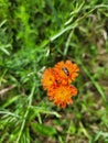 Little orangeflower with little red beetle Royalty Free Stock Photo