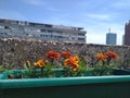 A little orangeflowers in the pot in city terrace garden Belgrade Serbia marygold Royalty Free Stock Photo