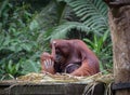 Little orangutan hugging his mom Royalty Free Stock Photo