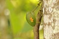 The little orchid in a leaf on the rain forest