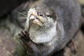Little otter, Aonyx cinereus, Lutrinae eating a fish