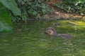 The little otter eating fish in a tropical river in sunny day