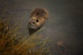 Little otter at the lake