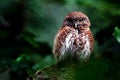 Little owl Royalty Free Stock Photo