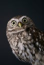 Little owl Royalty Free Stock Photo