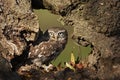 Little Owl Royalty Free Stock Photo