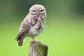 Little Owl