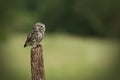 Little Owl Royalty Free Stock Photo