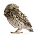 Little Owl, 50 days old, Athene noctua, standing