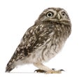 Little Owl, 50 days old, Athene noctua, standing