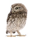 Little Owl, 50 days old, Athene noctua, standing